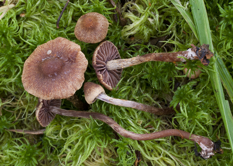 Cortinarius helvelloides